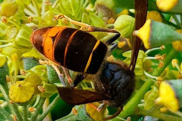 Asiatische Hornisse: Bienenhalter in Hamburg noch entspannt Asiatische Hornisse: Bienenhalter in Hamburg noch entspannt