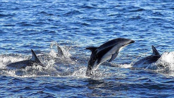 Tierschützer in Paris demonstrieren gegen das massenhafte Sterben von Delfinen Tierschützer in Paris demonstrieren gegen das massenhafte Sterben von Delfinen