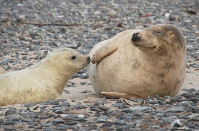 1000 Kegelrobben-Babys sind in diesem Winter an der Nordseeküste geboren worden 1000 Kegelrobben-Babys sind in diesem Winter an der Nordseeküste geboren worden