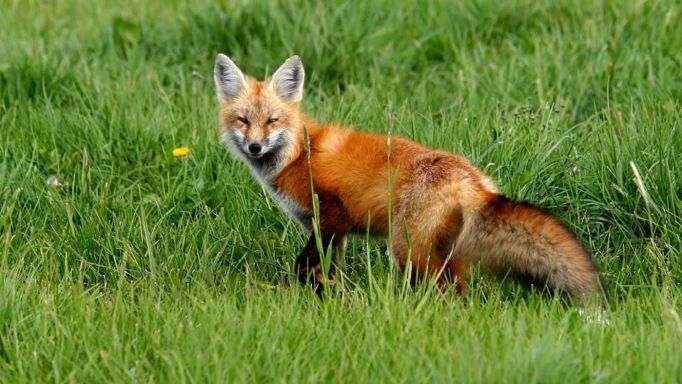 Vogelgrippe-Virus H5N1 erstmals ist bei Füchsen nachgewiesen Vogelgrippe-Virus H5N1 erstmals ist bei Füchsen nachgewiesen