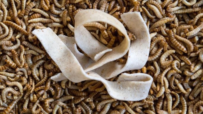 Insekten in Lebensmitteln - das müssen Sie jetzt wissen Insekten in Lebensmitteln - das müssen Sie jetzt wissen