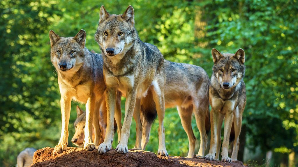 Wolfsgipfel: Deutscher Gipfel nach Tierangriffen einberufen