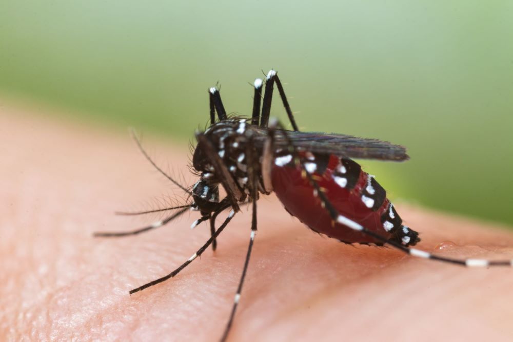 Tigermücke: Anpassung der Mücke ist mittlerweile so gut das die über unseren Winter lacht