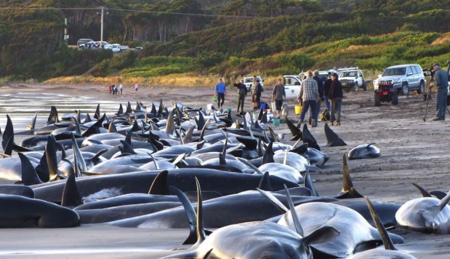 70 Grindwale an einem Strand in Australien gestrandet