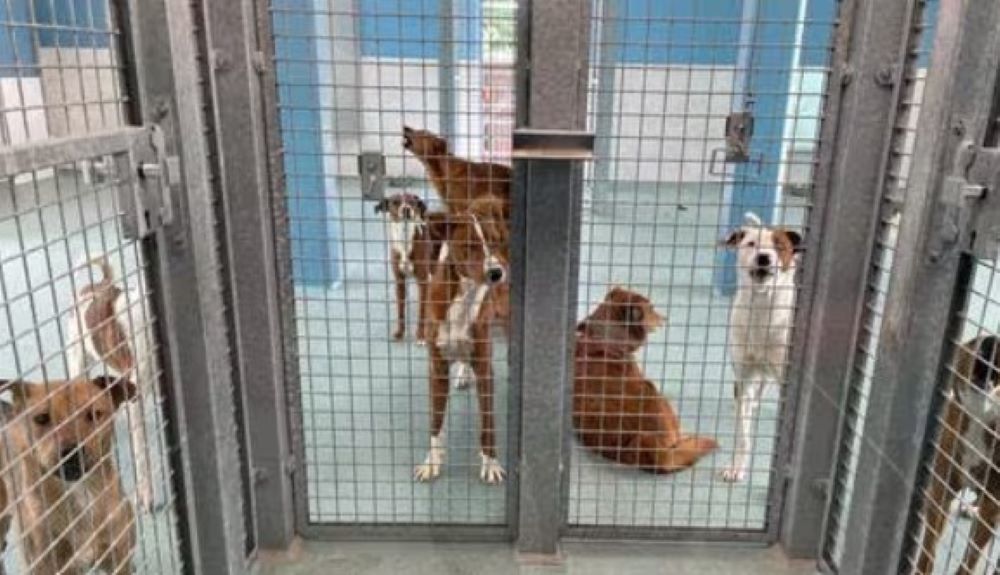 "Voll bis zum Anstrich" - Tierheime am Limit