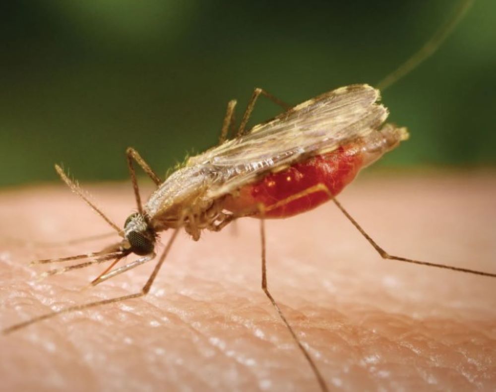 Malaria muss ein für alle Mal ausgerottet werden sonst kommt es stärker zurück Malaria muss ein für alle Mal ausgerottet werden sonst kommt es stärker zurück