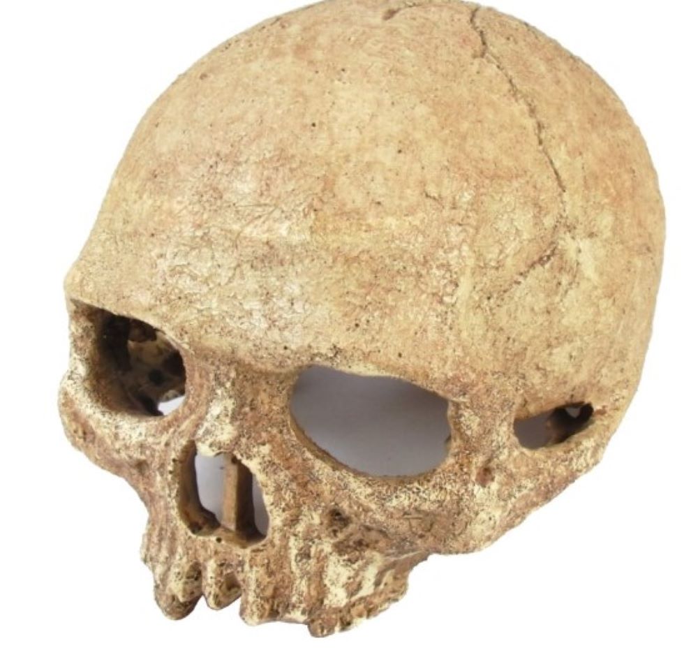 Frankreich warnt vor einem Anstieg des groß angelegten Handels mit Primatenschädeln