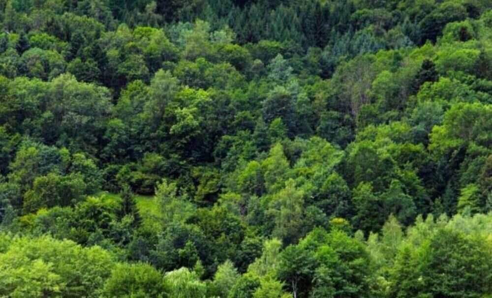 Beim Schutz der Wälder soll künftig eine Datenbank helfen