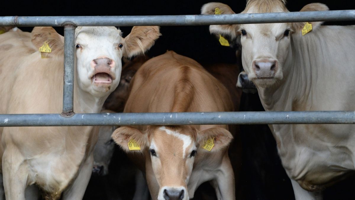 Neue Brexit-Regeln und der Tierarztmangel in der EU gefährden Fleischimporte