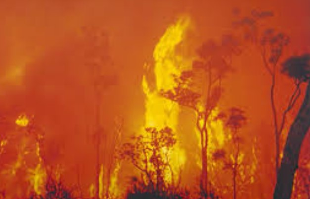 Waldbränden in Chile - Zehn Menschen sind ums Leben gekommen Waldbränden in Chile - Zehn Menschen sind ums Leben gekommen
