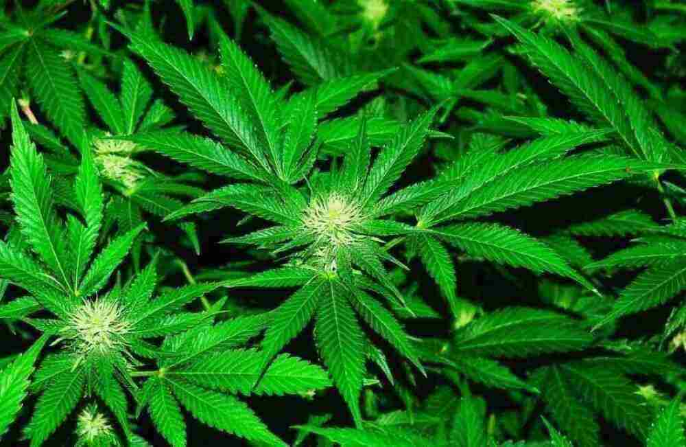 Medizin sieht Cannabis-Freigabe sehr kritisch Medizin sieht Cannabis-Freigabe sehr kritisch