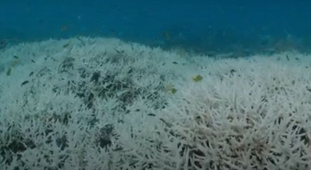 Das Great Barrier Reef leidet unter der "schwersten" Korallenbleiche aller Zeiten